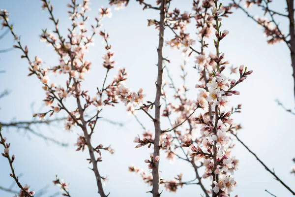 Badem ağaçlarının çiçeklerle açtığı frenler ilkbaharda kırsalda açar.