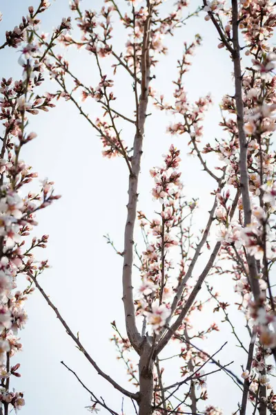 Braches Amandier Fleuries Avec Des Fleurs Pleine Floraison Printemps Dans — Photo