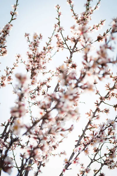 Badem ağaçlarının çiçeklerle açtığı frenler ilkbaharda kırsalda açar.