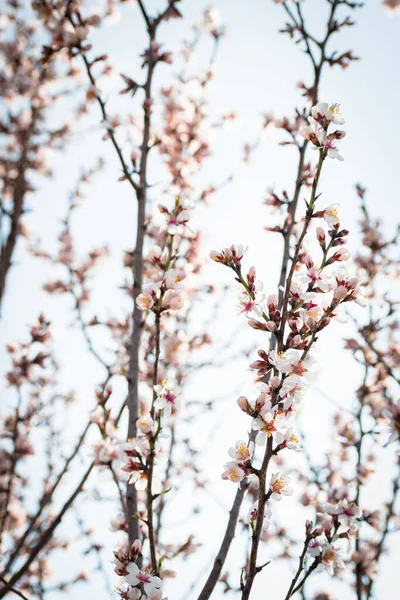 Badem ağaçlarının çiçeklerle açtığı frenler ilkbaharda kırsalda açar.