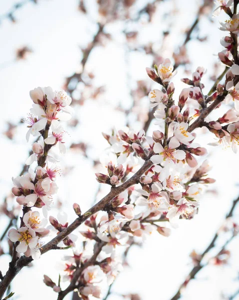 Badem ağaçlarının çiçeklerle açtığı frenler ilkbaharda kırsalda açar.