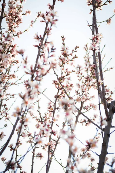 Braches Amandier Fleuries Avec Des Fleurs Pleine Floraison Printemps Dans — Photo