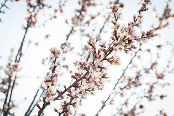 Braches Amandier Fleuries Avec Des Fleurs Pleine Floraison Printemps Dans — Photo