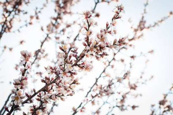Badem ağaçlarının çiçeklerle açtığı frenler ilkbaharda kırsalda açar.