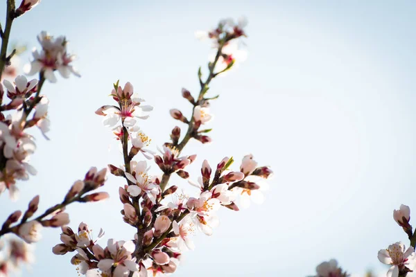 Braches Amandier Fleuries Avec Des Fleurs Pleine Floraison Printemps Dans — Photo