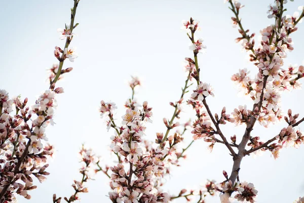 Frenos Almendros Florecientes Con Flores Plena Floración Primavera Campo —  Fotos de Stock