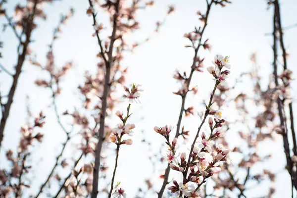Frenos Almendros Florecientes Con Flores Plena Floración Primavera Campo —  Fotos de Stock