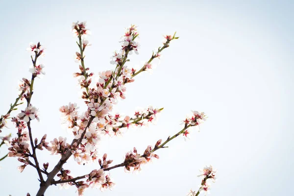 Frenos Almendros Florecientes Con Flores Plena Floración Primavera Campo —  Fotos de Stock