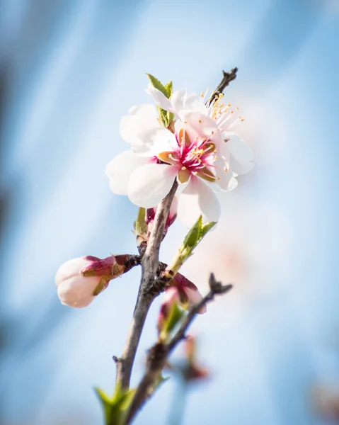 Brach Almendros Floreciente Con Flores Plena Floración Primavera Campo —  Fotos de Stock