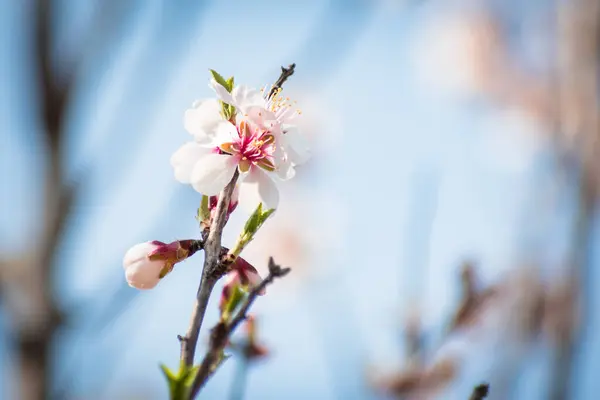 Brach Almendros Floreciente Con Flores Plena Floración Primavera Campo —  Fotos de Stock