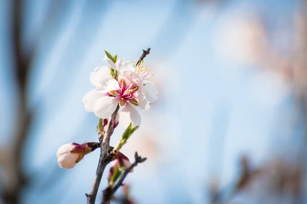 Brach Almendros Floreciente Con Flores Plena Floración Primavera Campo —  Fotos de Stock