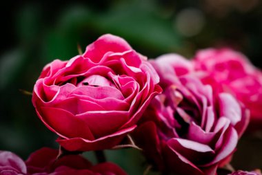 Romantik pembe güller bahar duvar kağıdında çiçek açıyor.