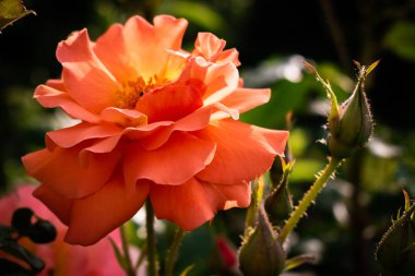 Romantik turuncu gül, bahar duvar kağıdında çiçek açıyor.