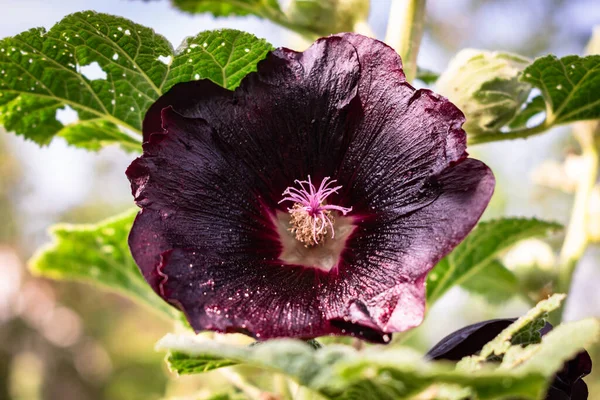 Deep purple colored summer flower hollyhock in full bloom