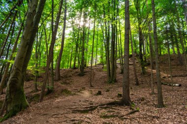 Avusturya, Carinthia, Drobollach yakınlarındaki dağlarda yürüyüş yapıyor.