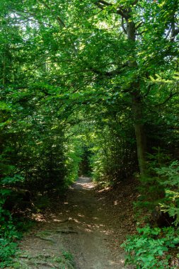 Avusturya, Carinthia, Drobollach yakınlarındaki dağlarda yürüyüş yapıyor.