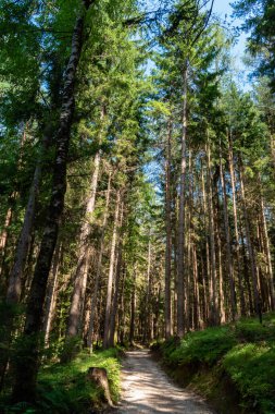 Avusturya, Carinthia, Drobollach yakınlarındaki dağlarda yürüyüş yapıyor.