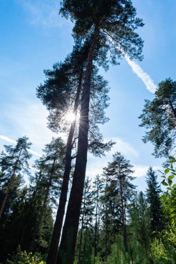 Avusturya, Carinthia, Drobollach yakınlarındaki dağlarda yürüyüş yapıyor.