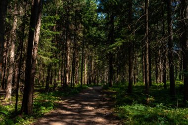 Avusturya, Carinthia, Drobollach yakınlarındaki dağlarda yürüyüş yapıyor.