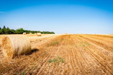Yazın kırsal alanda altın saman çayırı, Macaristan, Avrupa