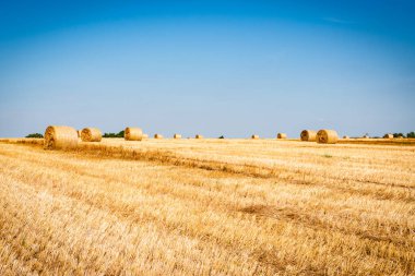 Yazın kırsal alanda altın saman çayırı, Macaristan, Avrupa