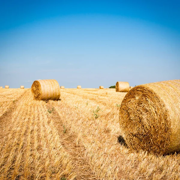 Golden Hay Meadow Countryside Summer Hungary Europe — Stock Photo, Image