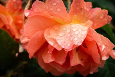 Romantik turuncu gül baharda yağmur damlalarıyla çiçek açıyor.