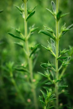 Bahçede yetişen beyaz kekik, yemek pişirmek için sağlıklı ve aromatik baharat.