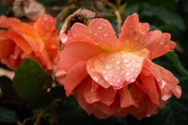 Romantik turuncu gül baharda yağmur damlalarıyla çiçek açıyor.