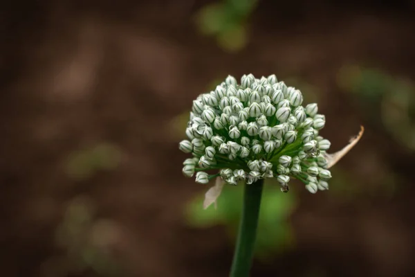 Primo Piano Una Cipollina Erba Dopo Una Pioggia Rinfrescante Con — Foto Stock