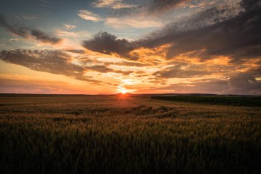 Yaz yağmurunun ardından bulutlu gökyüzü ile günbatımında Macar kırsalında mahsuller