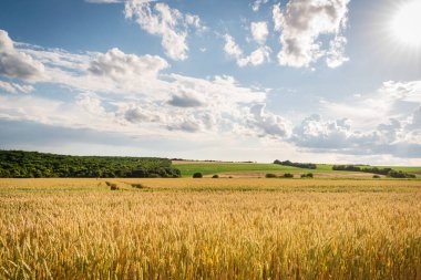 Macaristan kırsalındaki tarım arazilerinin yaz mevsimi manzarası, Avrupa