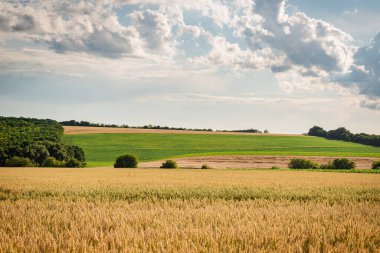 Macaristan kırsalındaki tarım arazilerinin yaz mevsimi manzarası, Avrupa