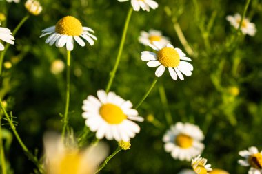 Yazın çayırdaki papatya çiçekleri.
