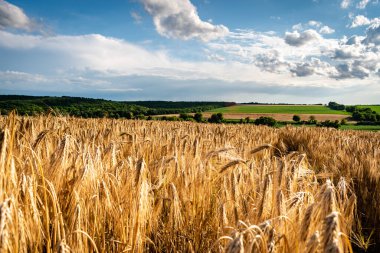 Macaristan kırsalındaki tarım arazilerinin yaz mevsimi manzarası, Avrupa