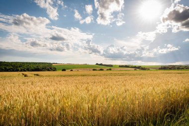 Macaristan kırsalındaki tarım arazilerinin yaz mevsimi manzarası, Avrupa