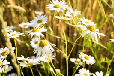 Yazın çayırdaki papatya çiçekleri.