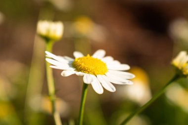 Yazın çayırdaki papatya çiçekleri.