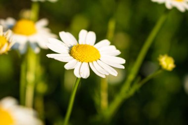 Yazın çayırdaki papatya çiçekleri.