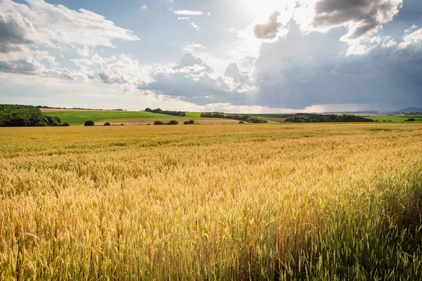 Macaristan kırsalındaki tarım arazilerinin yaz mevsimi manzarası, Avrupa