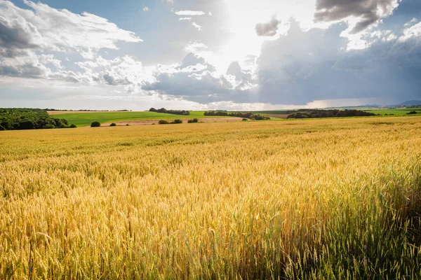 Macaristan kırsalındaki tarım arazilerinin yaz mevsimi manzarası, Avrupa
