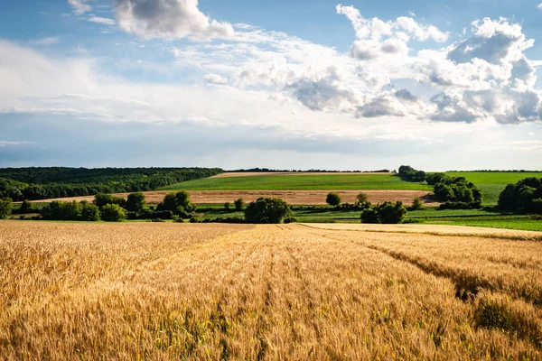 Paysage Estival Des Terres Agricoles Dans Campagne Hongroise Europe — Photo