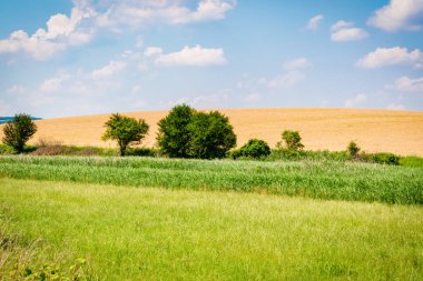 Macaristan kırsalındaki tarım arazilerinin yaz mevsimi manzarası, Avrupa
