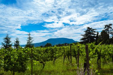 BADACSONYTOMAJ, HUNGARY - 3 Temmuz 2020: Badacsony, Macaristan 'dan üzüm bağları ve Balaton gölü manzarası