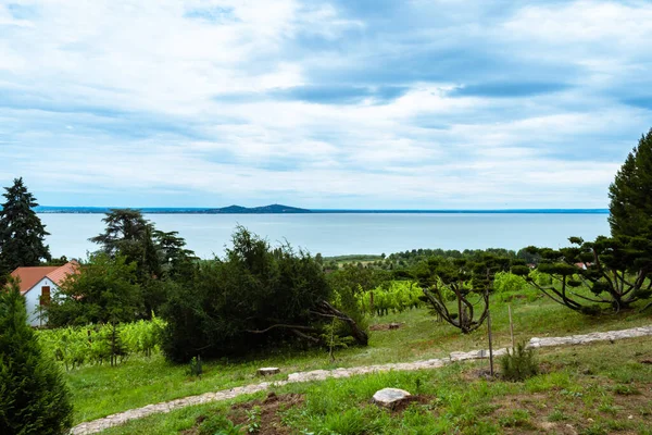 Badacsonytomaj Magyarország 2020 Július Szőlőskertek Balaton Látképe Badacsonyból — Stock Fotó