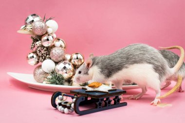 Adorable pet rat against pink background, holiday themed wallpaper with copy space