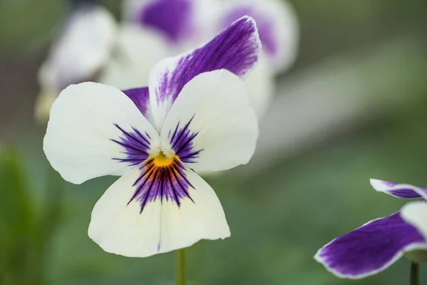 Pansy flowers. Tricolor Viola Closeup. Flower bed with Viola Flowers, Johnny Jump up or Three Faces in a Hood Flower Texture Background. Heartsease, flower garden.