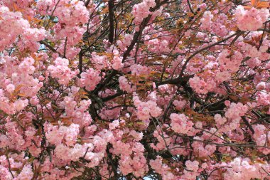 Pembe kiraz çiçeği. 