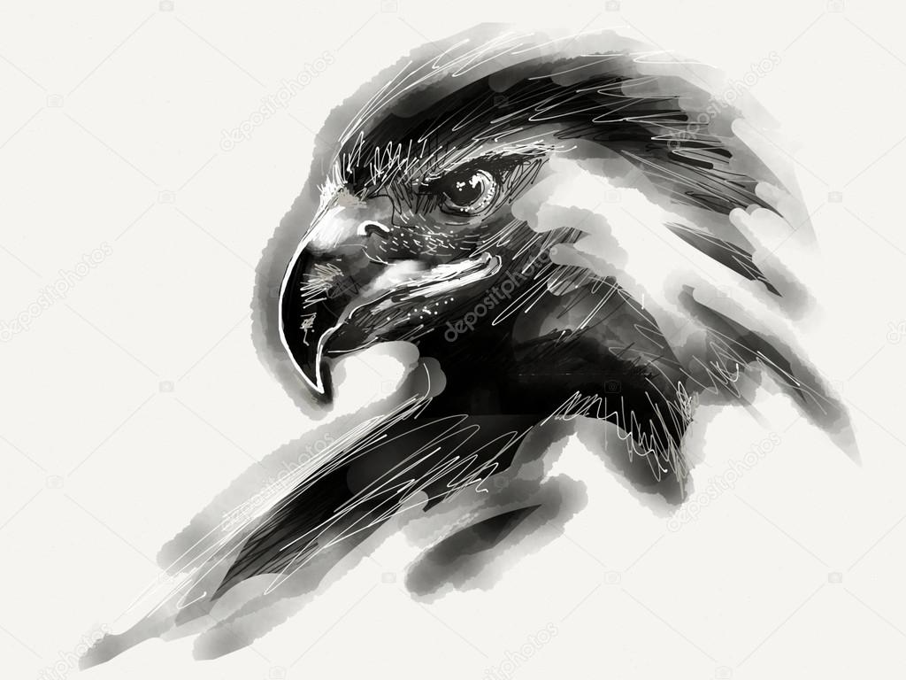 Eagle illustration