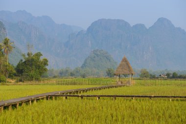Pirinç alanları çiftlikte Laos